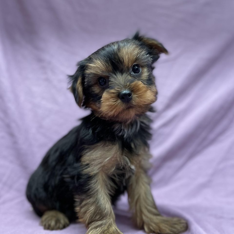 Astroboy chiot yorkshire male