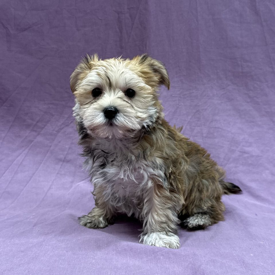 Agathe chiot morkie femelle fauve à vendre Paris