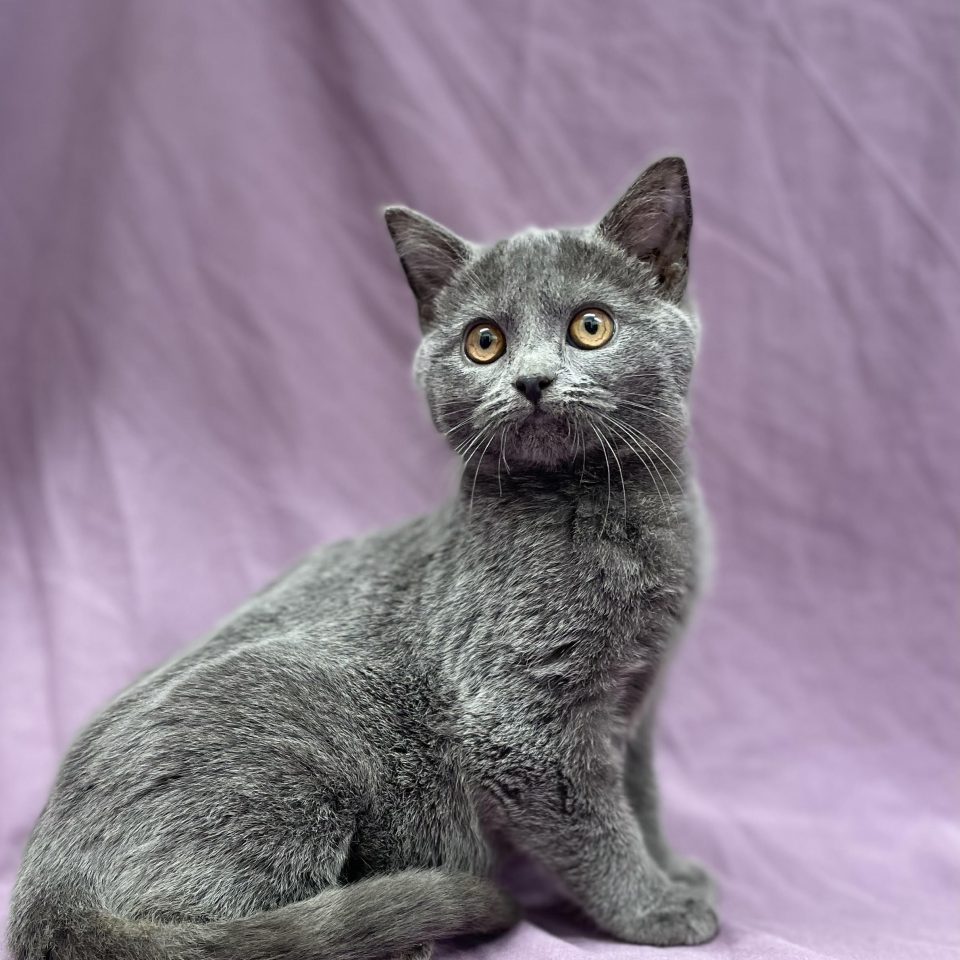 Alienor chartreux chaton Femelle bleu à vendre Paris