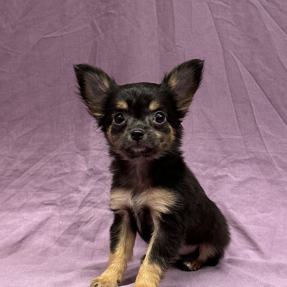 Alizé chiot chihuahua noir et feu femelle