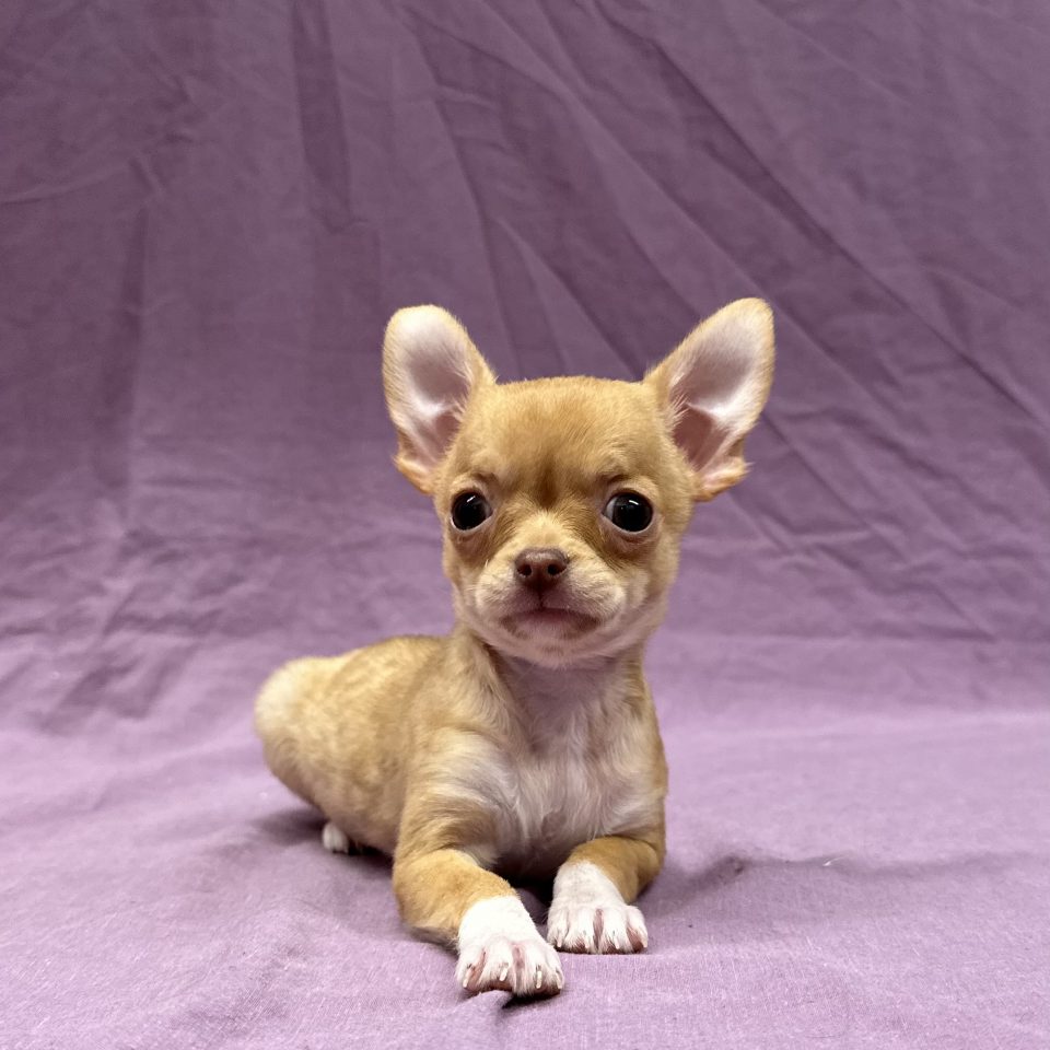 Anais chiot chihuahua crème femelle