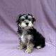 Arlequin chiot morkie noir et blanc male