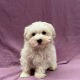Aspen chiot bichon maltais male blanc