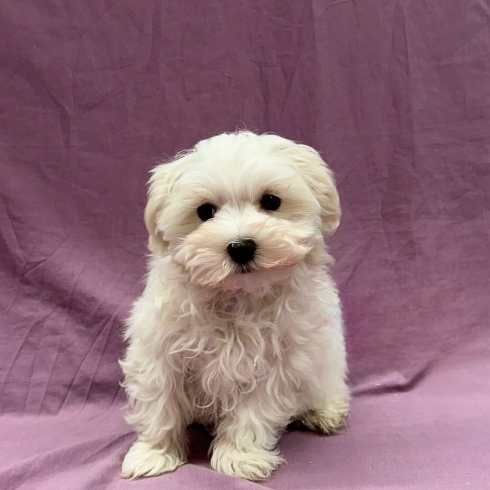 Aspen chiot bichon maltais male blanc