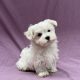 Aupale chiot bichon maltais femelle blanc