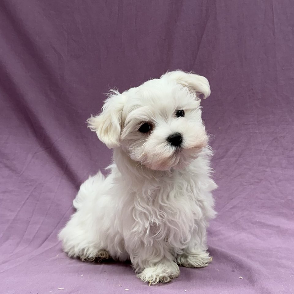 Aupale chiot bichon maltais femelle blanc