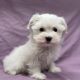 Ariel chiot bichon maltais femelle blanc