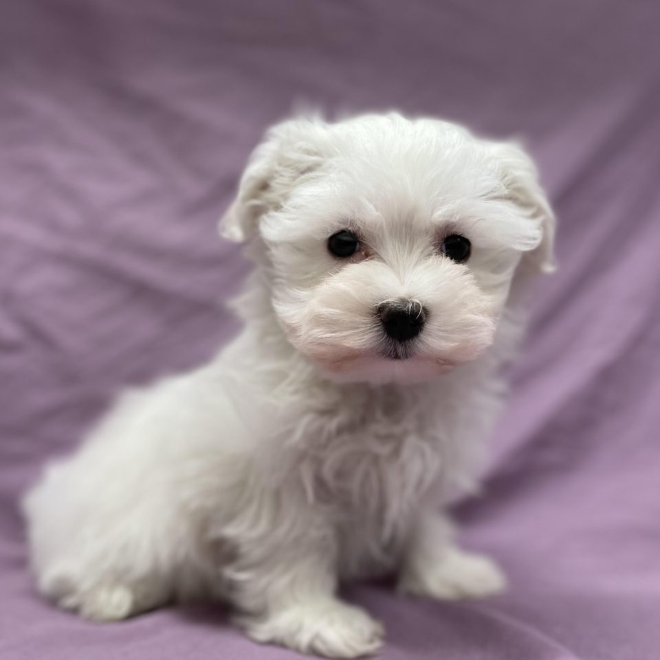 Ariel chiot bichon maltais femelle blanc