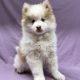chiot pomsky mâle chocolat et blanc à vendre Paris