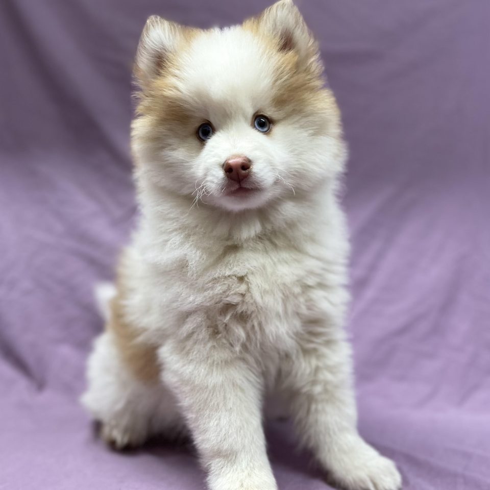 chiot pomsky mâle chocolat et blanc à vendre Paris