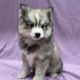 chiot pomsky mâle gris loup