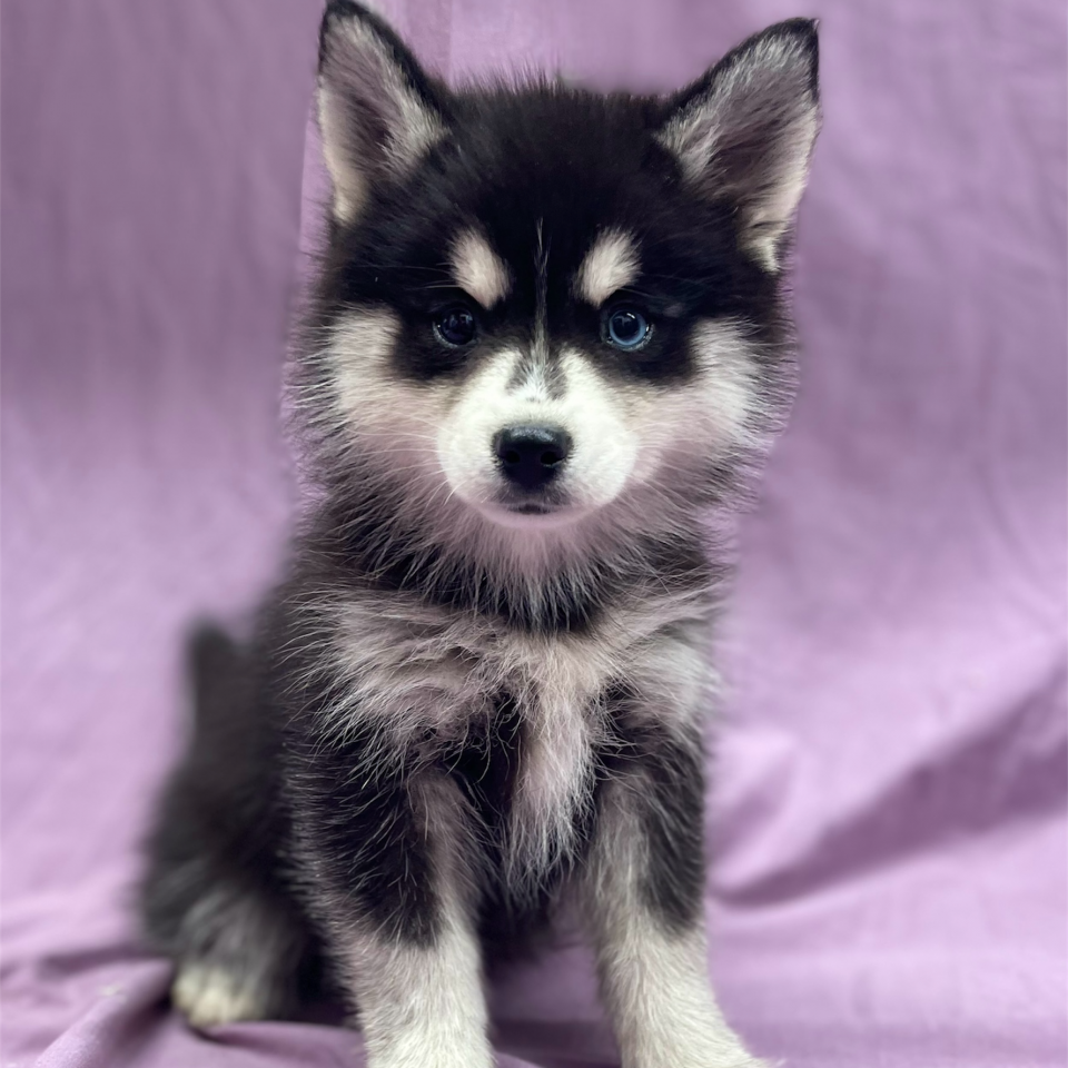 chiot pomsky femelle noir et blanc