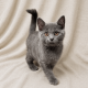 Boston chartreux chaton mâle bleu