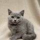 Baltaz chartreux chaton mâle bleu