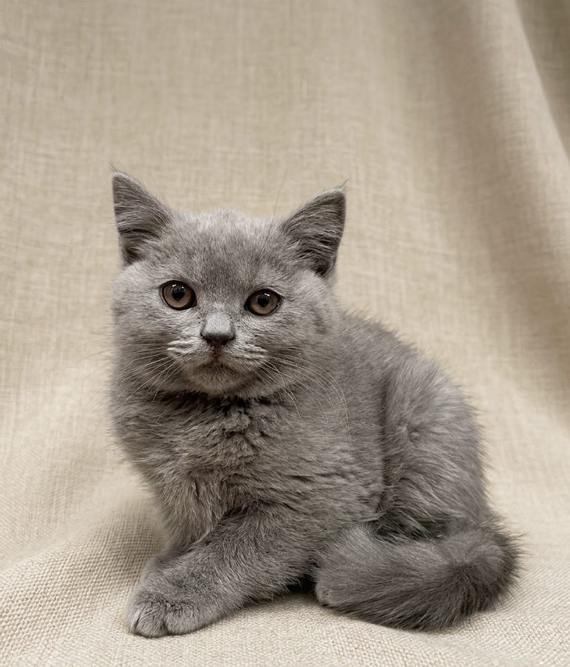 Baltaz chartreux chaton mâle bleu