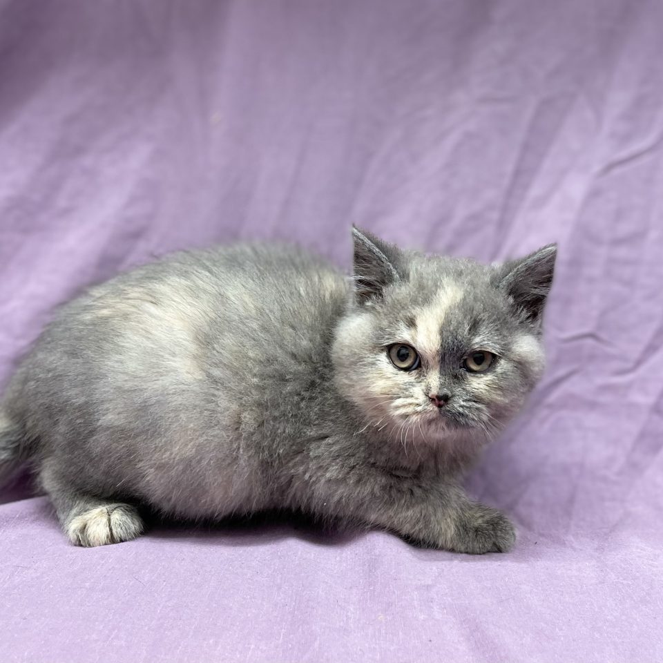 Agatha chaton british shorthair femelle bleu tortie à vendre Paris