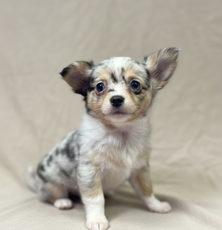 Aéro chiot chihuahua merle bleu male