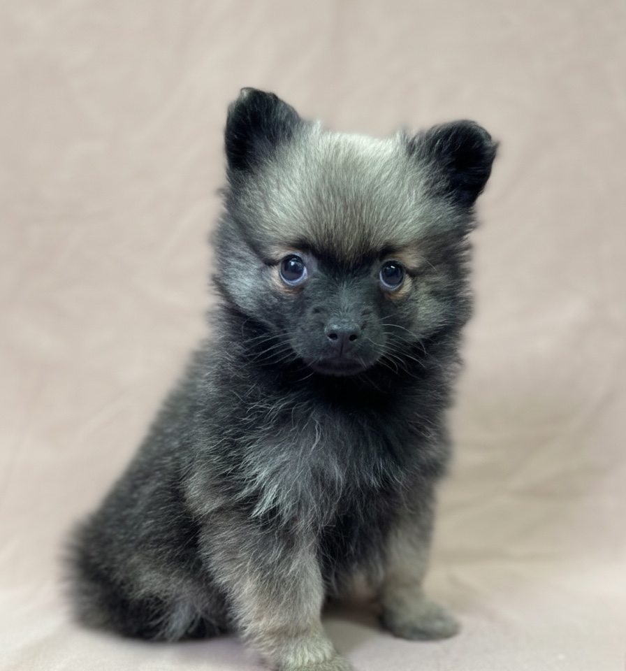 Alessia chiot spitz femelle fauve charbonné