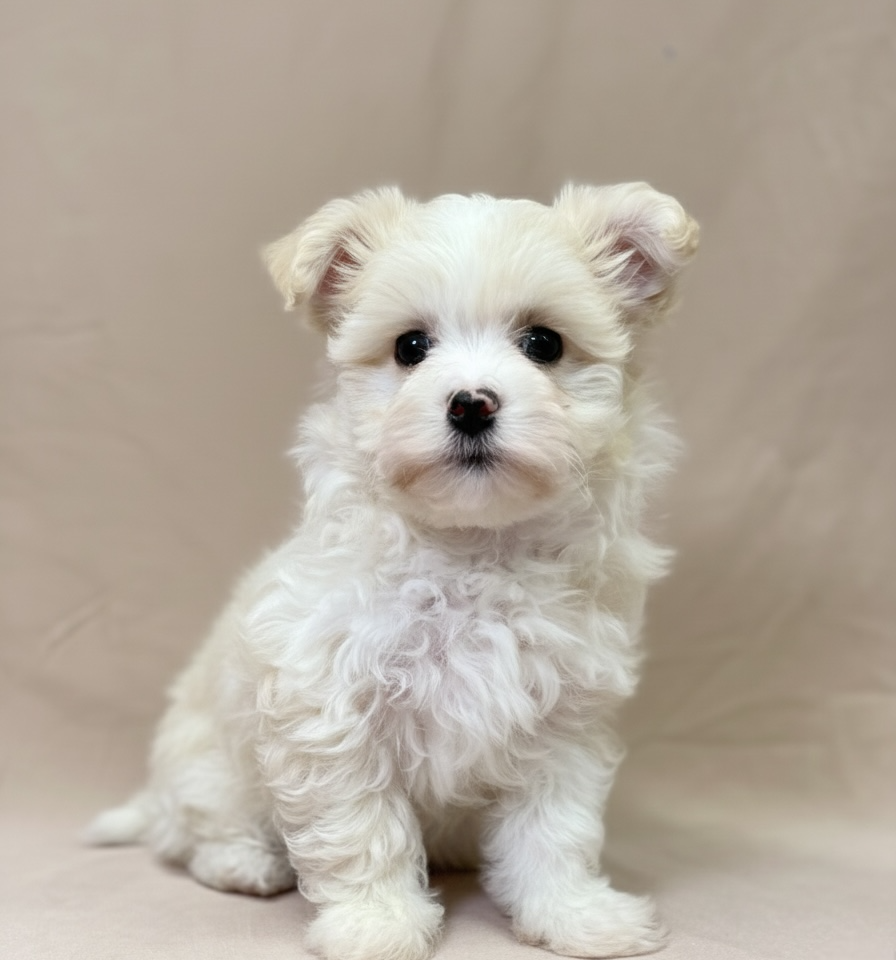 Amalia chiot bichon Havannais blanc et creme femelle à vendre Paris