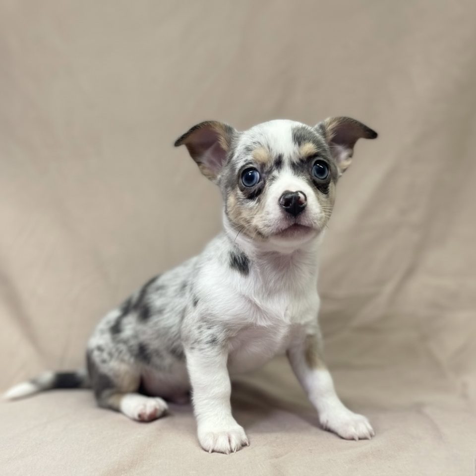 Astro chiot chihuahua merle bleu male