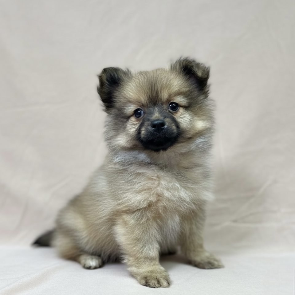 chiot spitz mâle fauve charbonné à vendre Paris