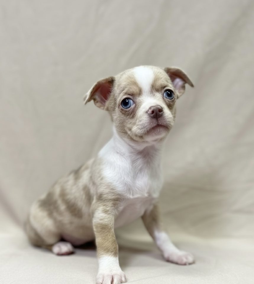 Arkoi chiot chihuahua merle rouge male à vendre Paris