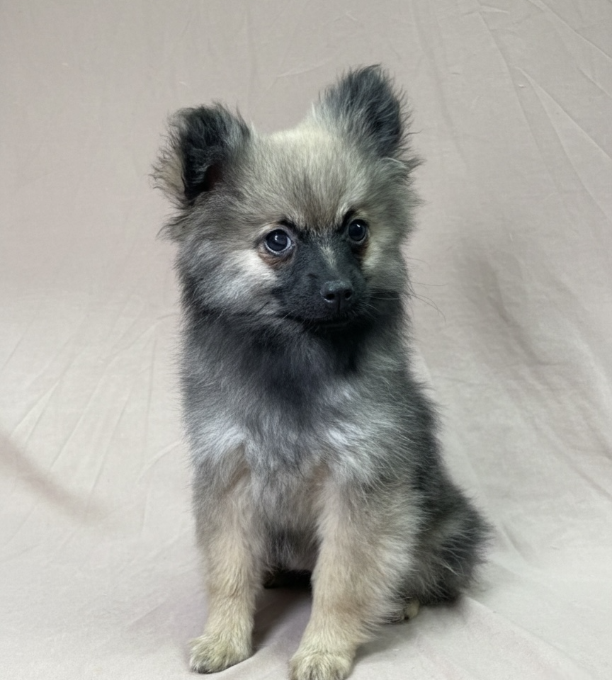 chiot spitz femelle fauve charbonné