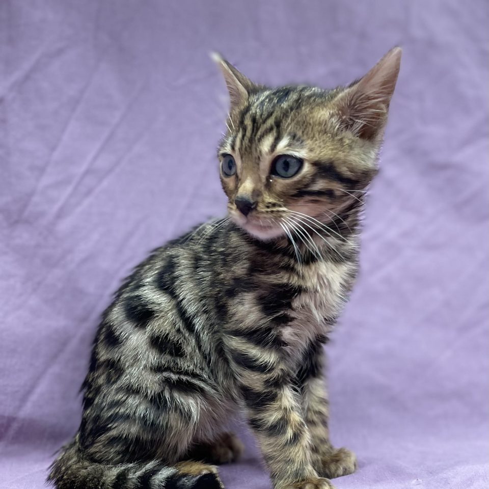 Azzaro chaton bengal brown rosette mâle