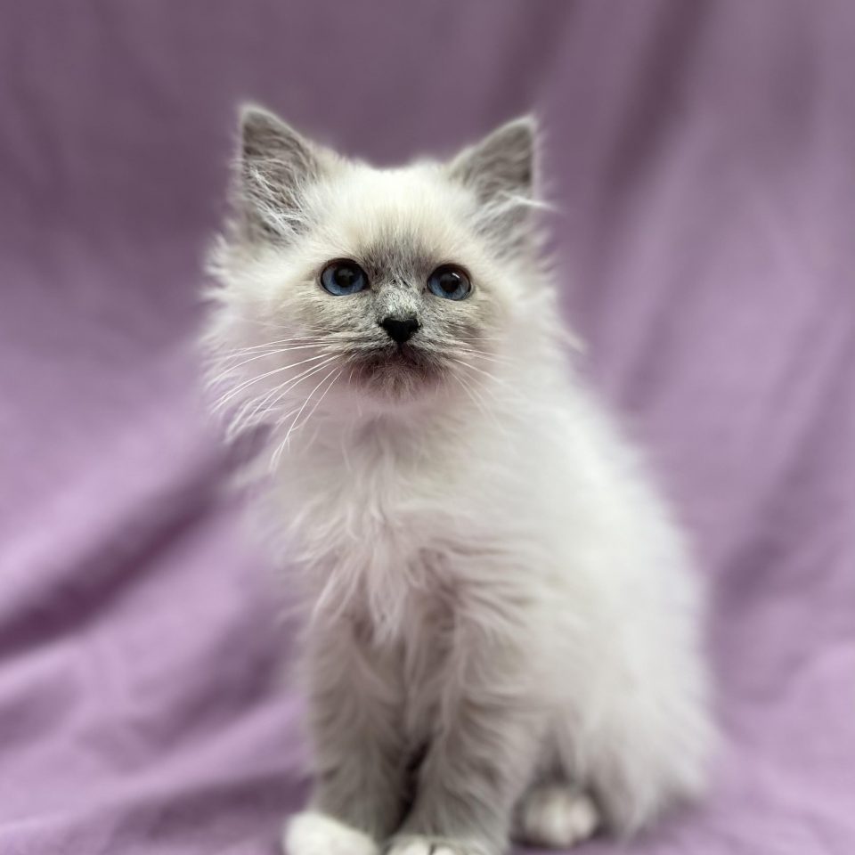Alia chaton sacré de Birmanie bleue point
