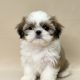 Abbie chiot shih-tzu tricolore