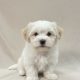 Angelo chiot coton de tulear male blanc et creme