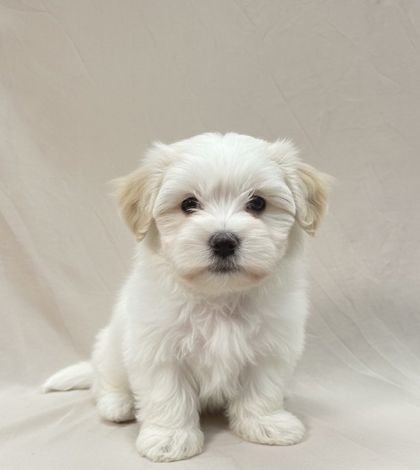 Angelo chiot coton de tulear male blanc et creme