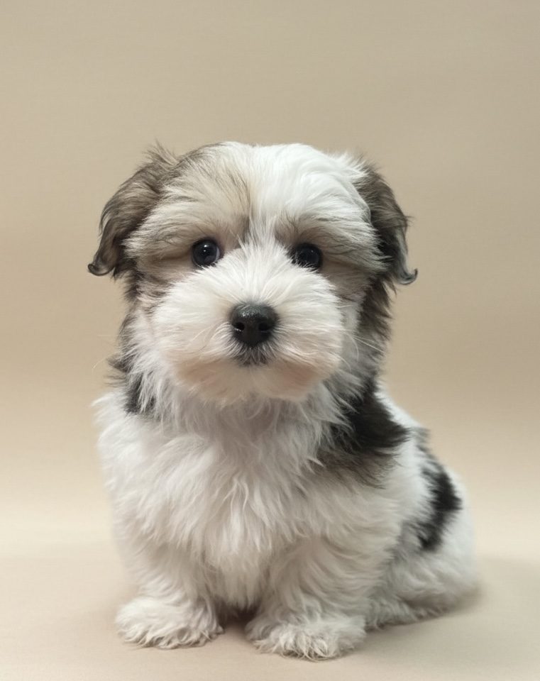 Ambroise chiot coton de tulear tricolore femelle