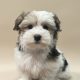 Ambroise chiot coton de tulear tricolore femelle