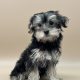Astrid chiot morkie noir et blanc femelle