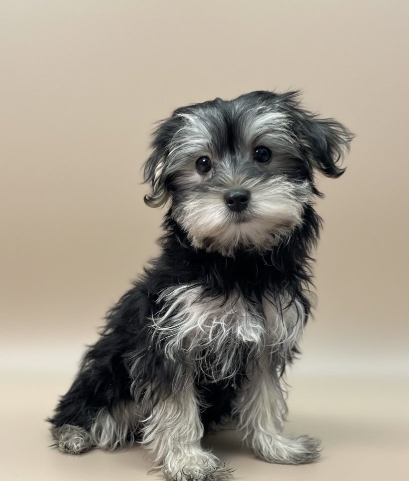 Astrid chiot morkie noir et blanc femelle