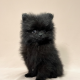 chiot spitz mâle noir