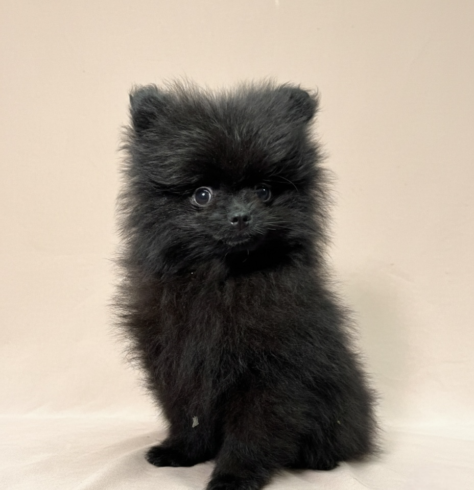 chiot spitz mâle noir