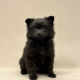 chiot spitz mâle noir