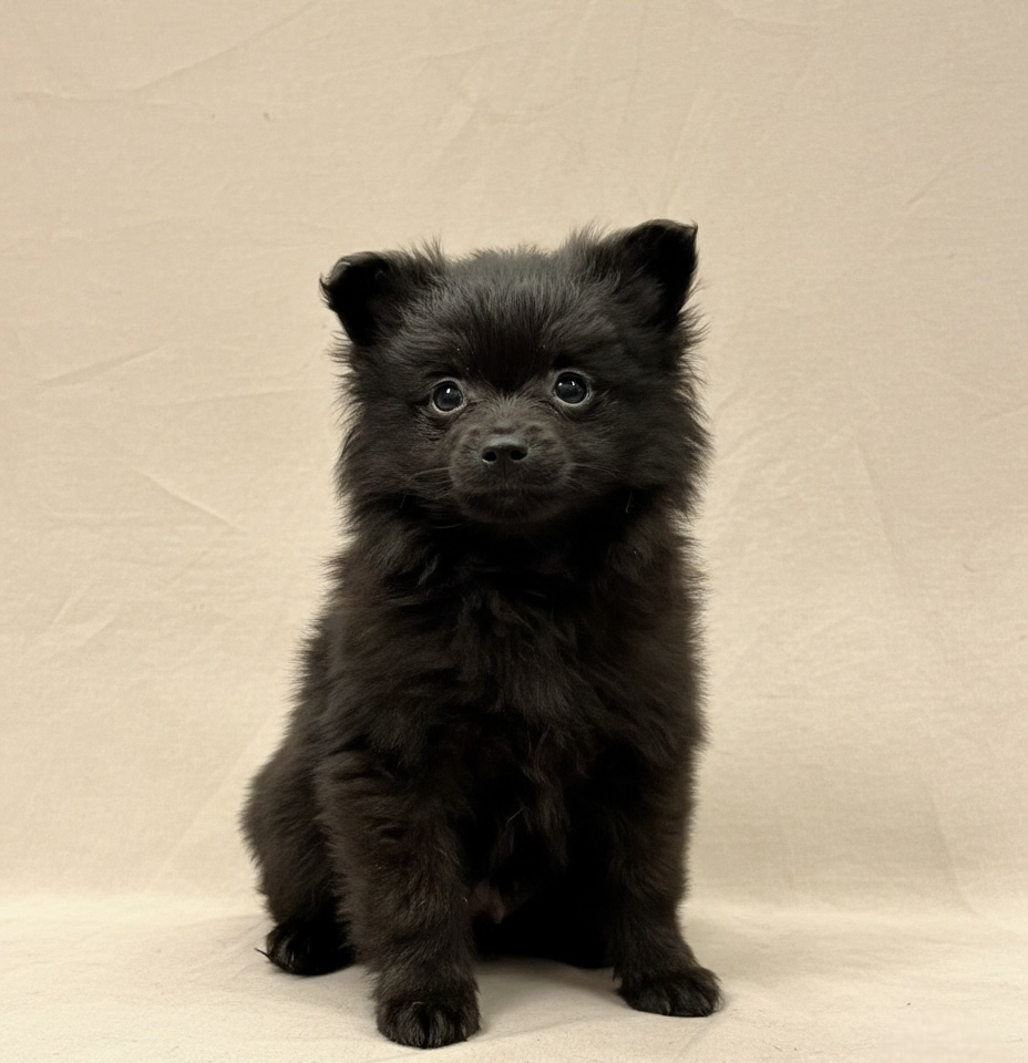 chiot spitz mâle noir