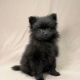 chiot spitz mâle noir