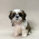 chiot shih-tzu tricolore