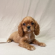 Alivik chiot cavalier king charles mâle rubis