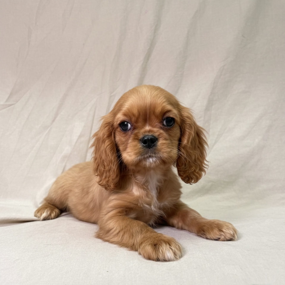Alivik chiot cavalier king charles mâle rubis