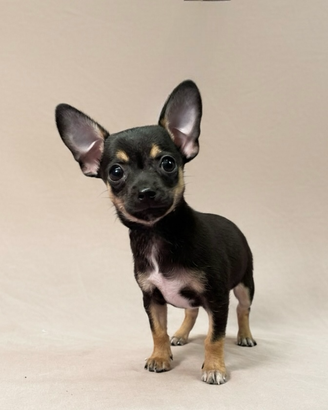CHIHUAHUA APOLLON chiot chihuahua noir et feu mâle
