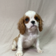 chiot cavalier king charles mâle blenheim à vendre Paris