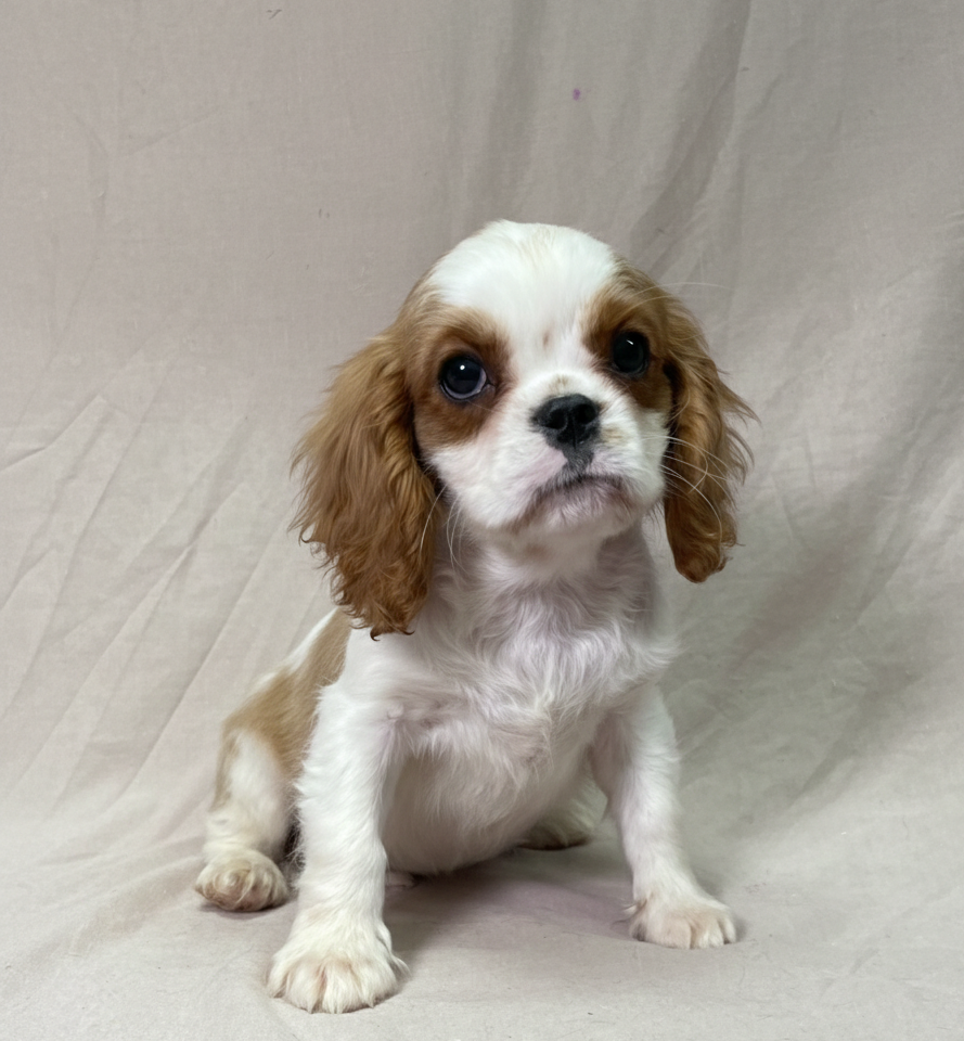 chiot cavalier king charles mâle blenheim à vendre Paris