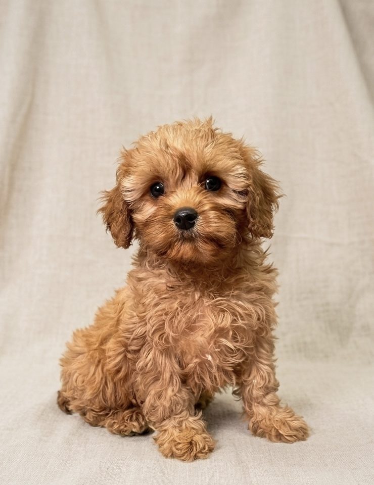 Arti chiot cavapoo mâle fauve