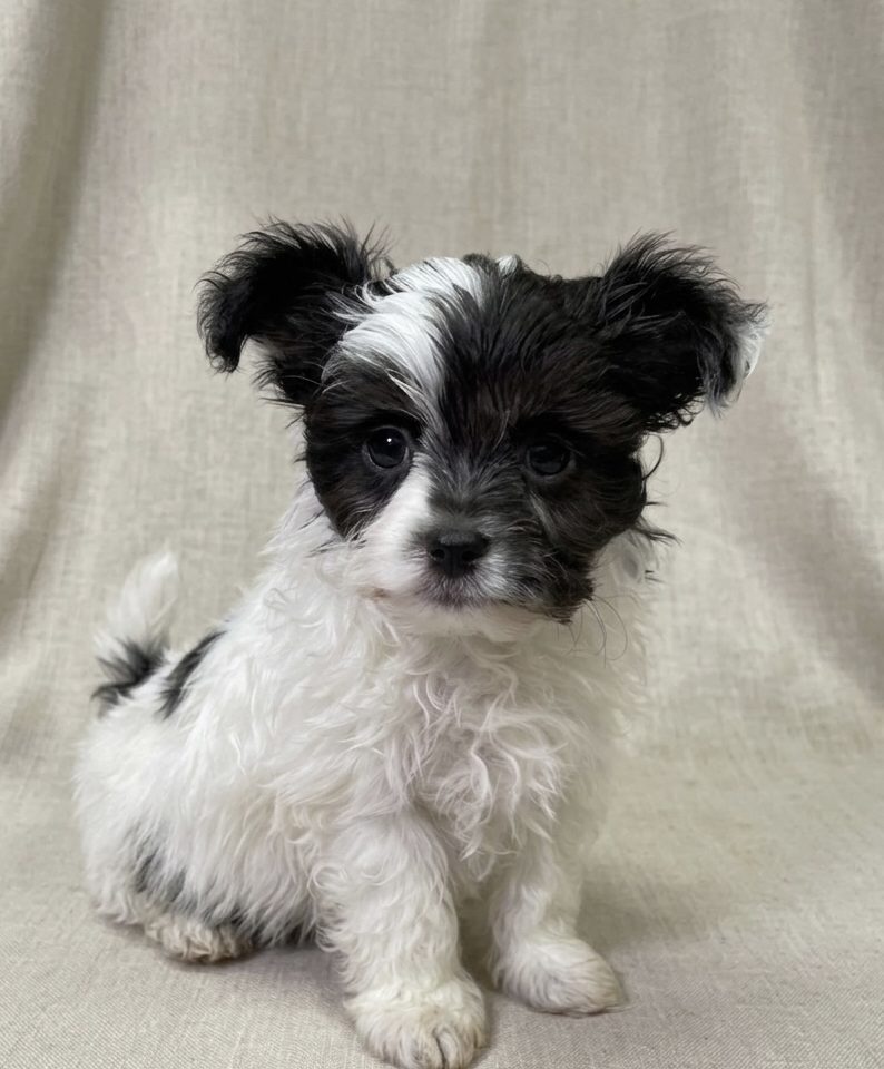 Basile chiot malchi noir et blanc male