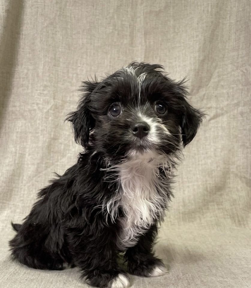 Bandit chiot malchi noir male